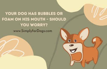 Your Dog Has Bubbles or Foam on His Mouth – Should You Worry_