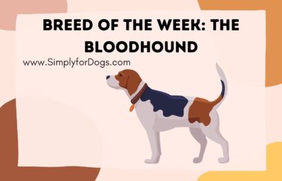 Breed of the Week_ The Bloodhound