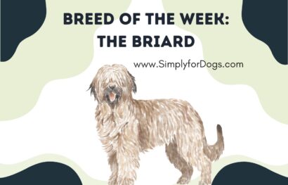 Breed of the Week_ The Briard