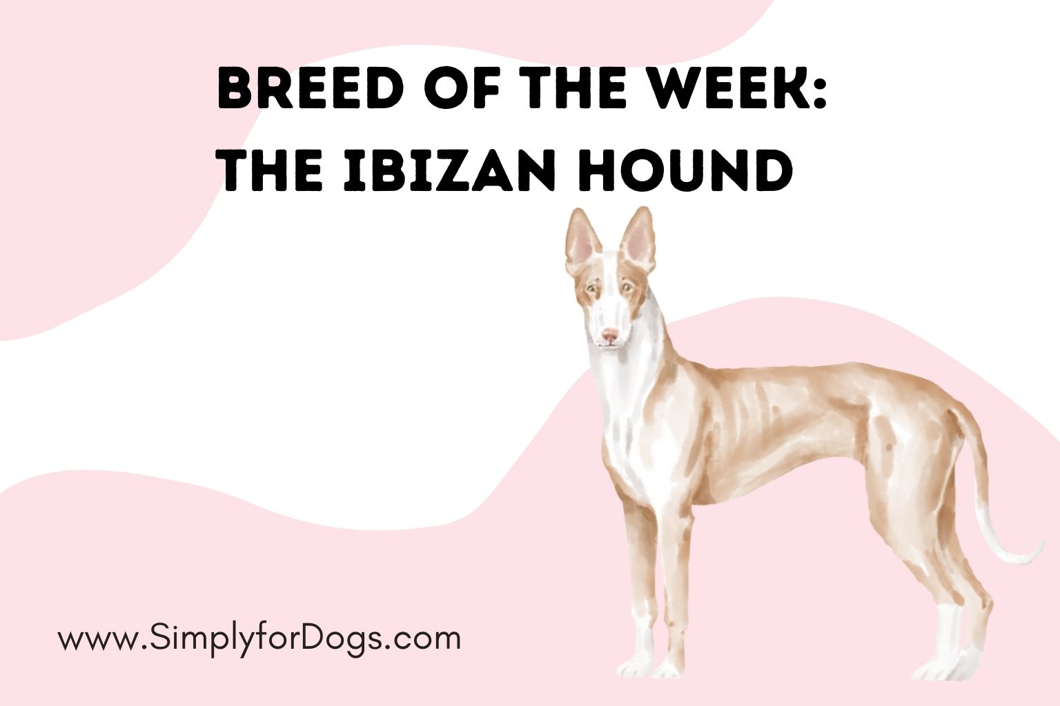 Breed of the Week_ The Ibizan Hound