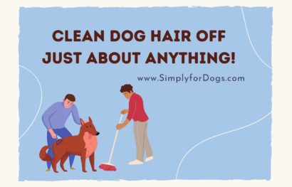 Learn the Best Way to Clean Dog Hair Off Just About Anything!