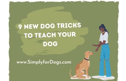 9 New Dog Tricks to Teach Your Dog