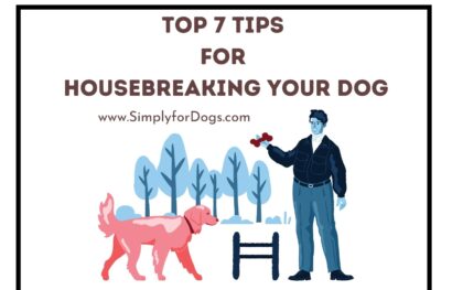 Top 7 Tips for Housebreaking Your Dog