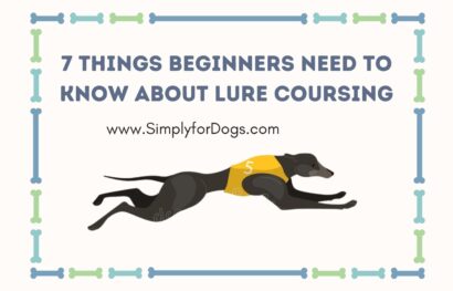 7 Things Beginners Need to Know About Lure Coursing