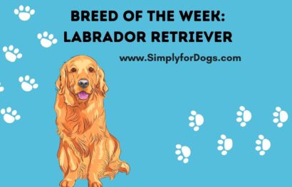 Breed of the Week_ Labrador Retriever