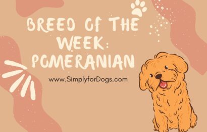 Breed of the Week_ Pomeranian