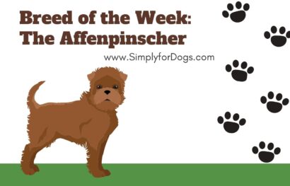 Breed of the Week_ The Affenpinscher