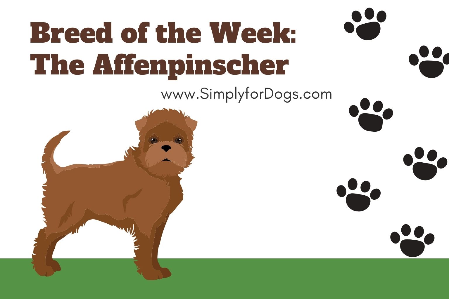 Breed of the Week_ The Affenpinscher