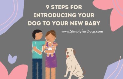 9 Steps for Introducing Your Dog to Your New Baby