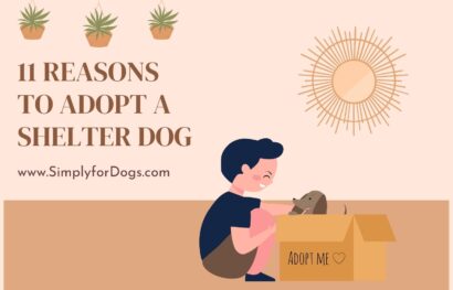 11 Reasons to Adopt a Shelter Dog