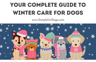 Your Complete Guide to Winter Care for Dogs
