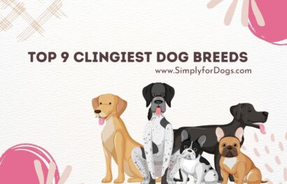 Top 9 Clingiest Dog Breeds
