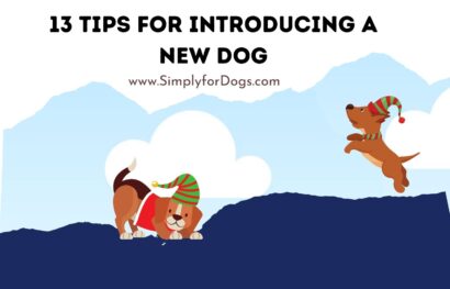 13 Tips for Introducing a New Dog