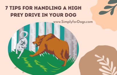 7 Tips for Handling a High Prey Drive in Your Dog