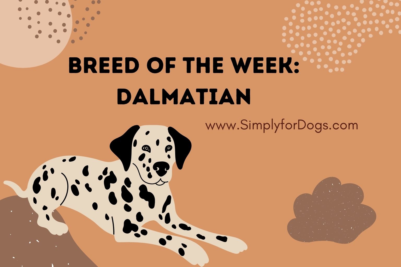 Breed of the Week_ Dalmatian