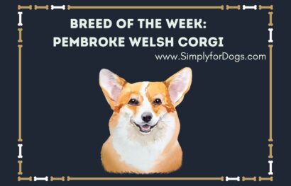 Breed of the Week_ Pembroke Welsh Corgi