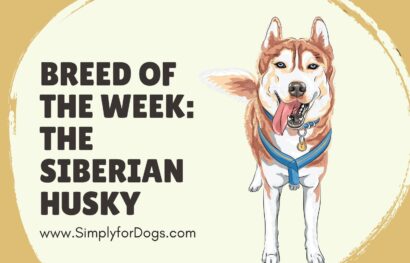 Breed of the Week_ The Siberian Husky