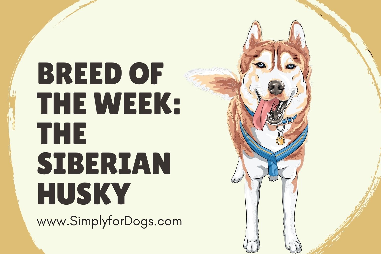 Breed of the Week_ The Siberian Husky