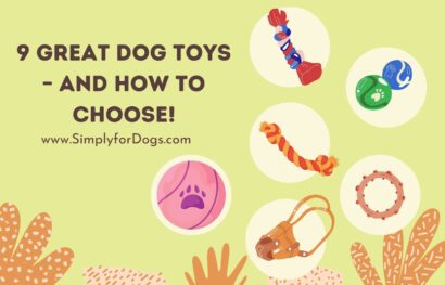 9 Great Dog Toys – and How to Choose!