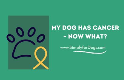 My Dog Has Cancer – Now What_