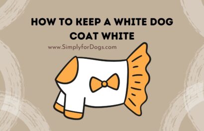How to Keep a White Dog Coat White