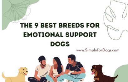 The 9 Best Breeds for Emotional Support Dogs