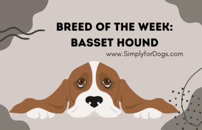 Breed of the Week_ Basset Hound