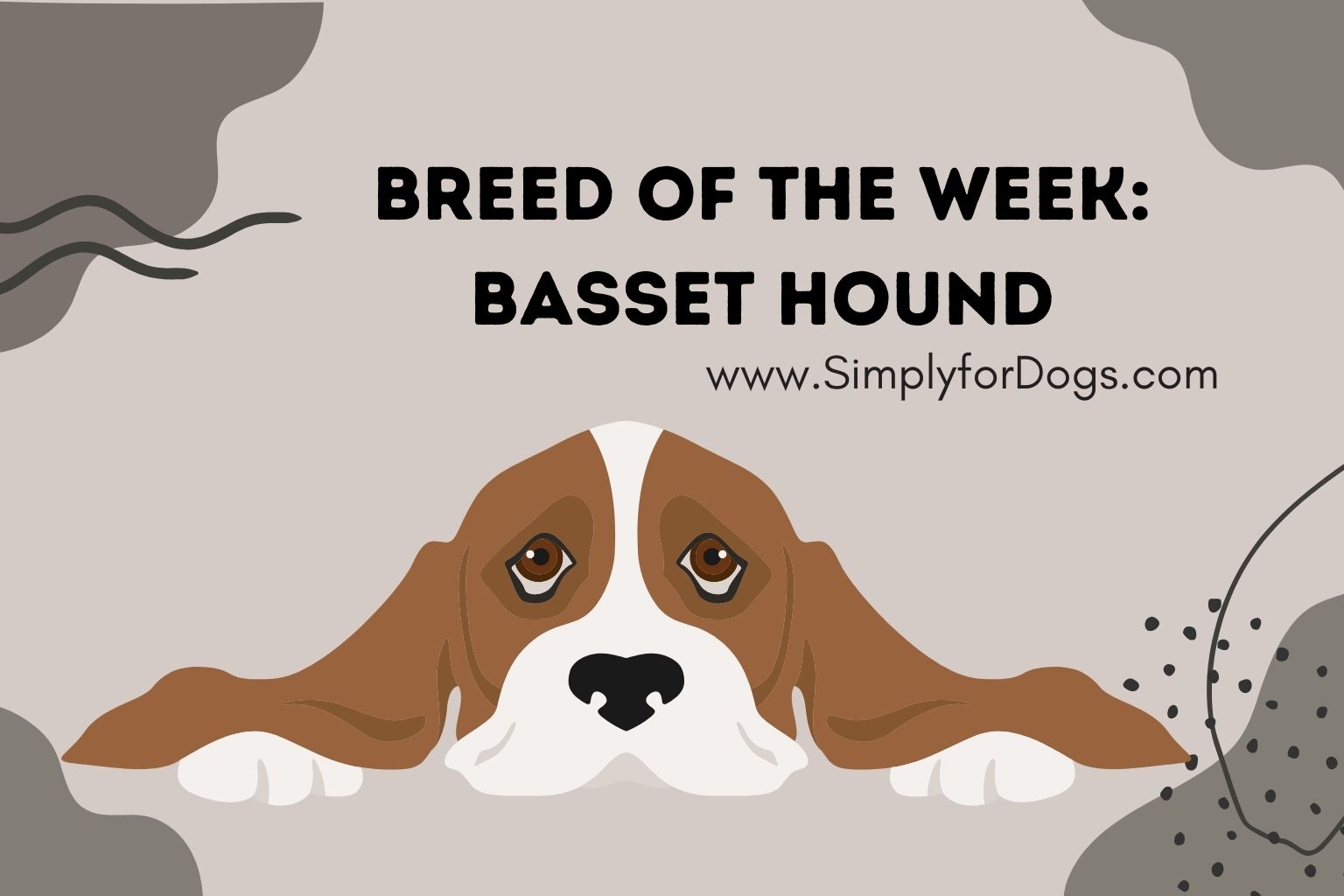 Breed of the Week_ Basset Hound