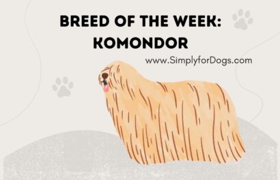 Breed of the Week_ Komondor