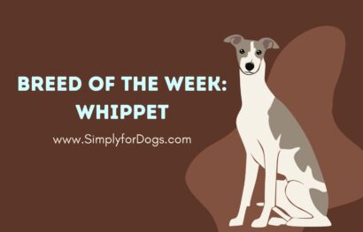 Breed of the Week_ Whippet