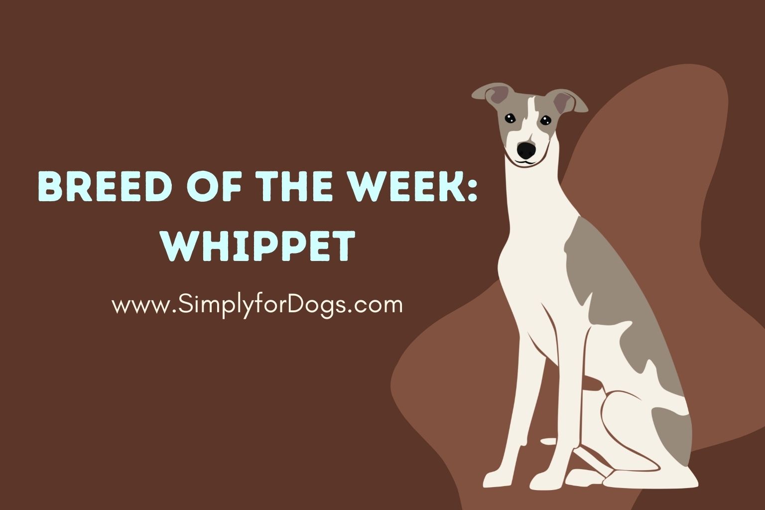 Breed of the Week_ Whippet