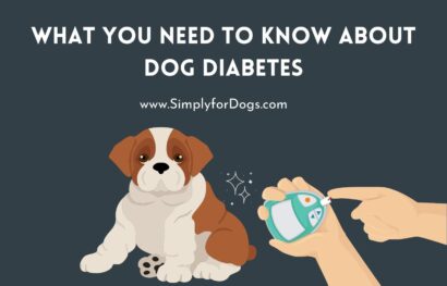 What You Need to Know About Dog Diabetes