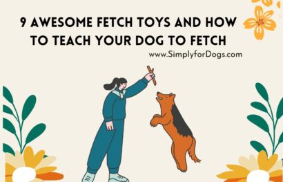 9 Awesome Fetch Toys and How to Teach Your Dog to Fetch