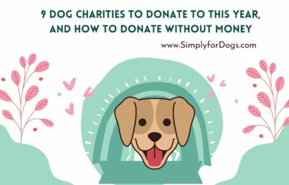 9 Dog Charities to Donate to This Year, and How to Donate without Money