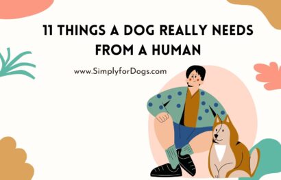 11 Things a Dog Really Needs from a Human