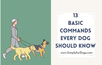 13 Basic Commands Every Dog Should Know