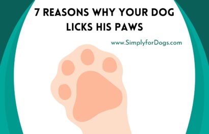7 Reasons Why Your Dog Licks His Paws