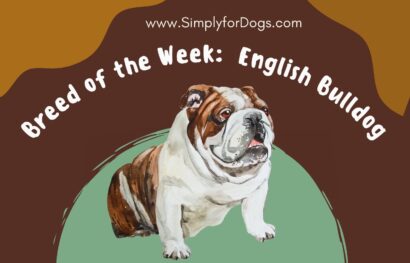 Breed of the Week_ English Bulldog