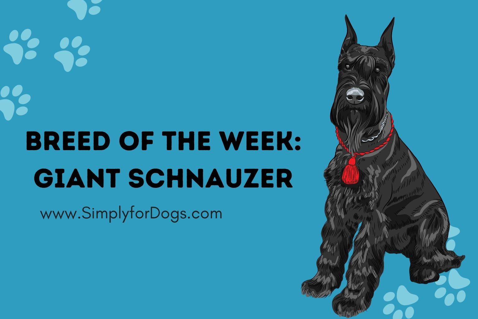 Breed of the Week_ Giant Schnauzer