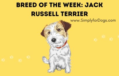 Breed of the Week_ Jack Russell Terrier