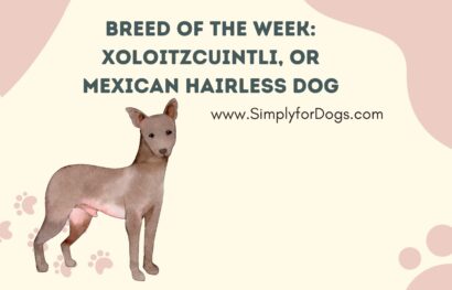 Breed of the Week_ Xoloitzcuintli, or Mexican Hairless Dog