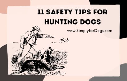 11 Safety Tips for Hunting Dogs