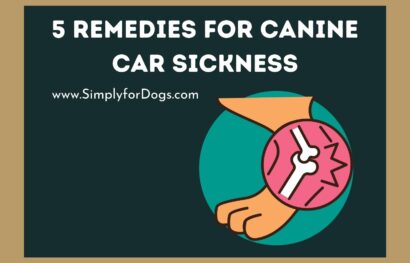 5 Remedies for Canine Car Sickness