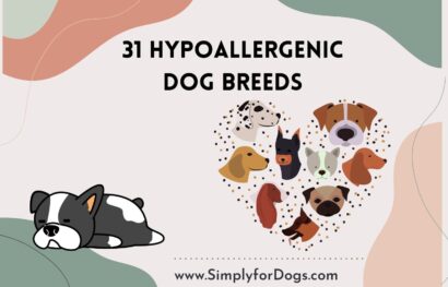 31 Hypoallergenic Dog Breeds
