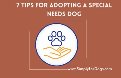 7 Tips for Adopting a Special Needs Dog