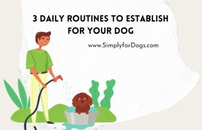 3 Daily Routines to Establish for Your Dog