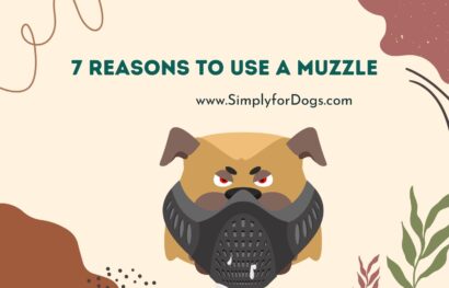 7 Reasons to Use a Muzzle