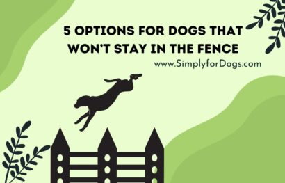 5 Options for Dogs That Won’t Stay in the Fence