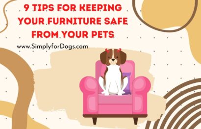 9 Tips for Keeping Your Furniture Safe from Your Pets