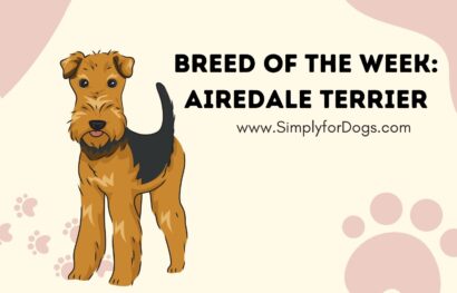 Breed of the Week_ Airedale Terrier